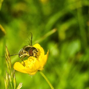 Bees are the medias favourite pollinators at the moment but all small insects are in decline and are equally important. Hoverflies are extremely common but often overlooked.