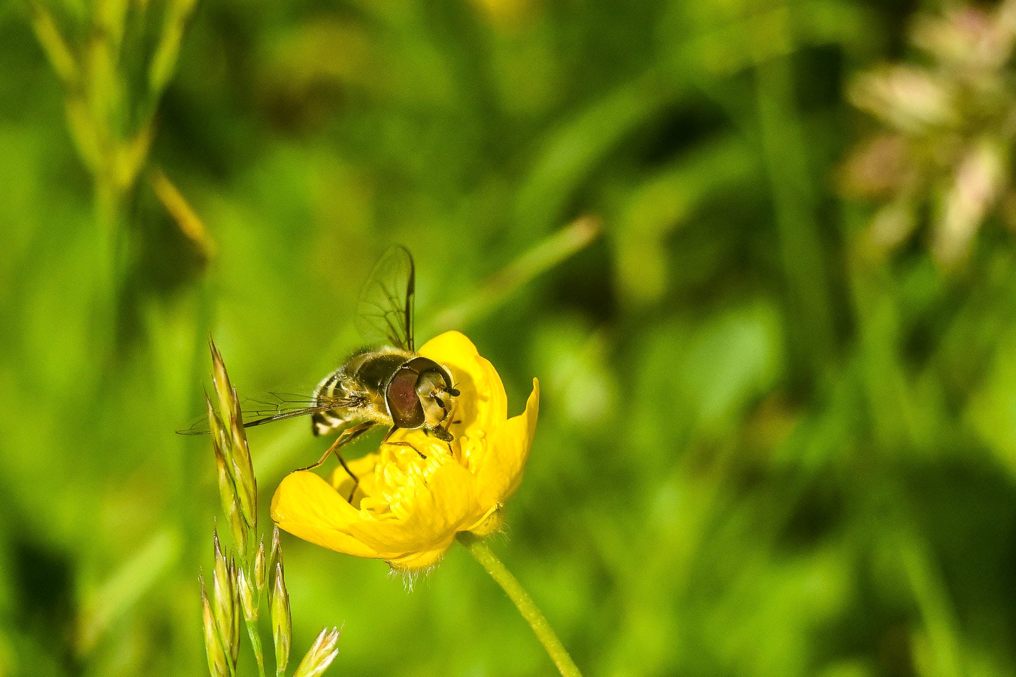 Hover Fly on a Buttercup Bees are the medias favourite pollinators at the moment but all small insects are in decline and are equally important. Hoverflies are extremely common but often overlooked.