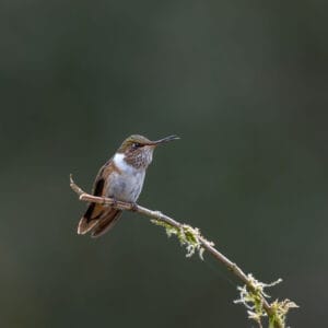 The forests of Costa Rica are full of hummingbirds. These beautiful feathered creatures are somewhat treasured by the local population and often have sugar water feeders put out for them the way we put out seeds and nuts in Europe.