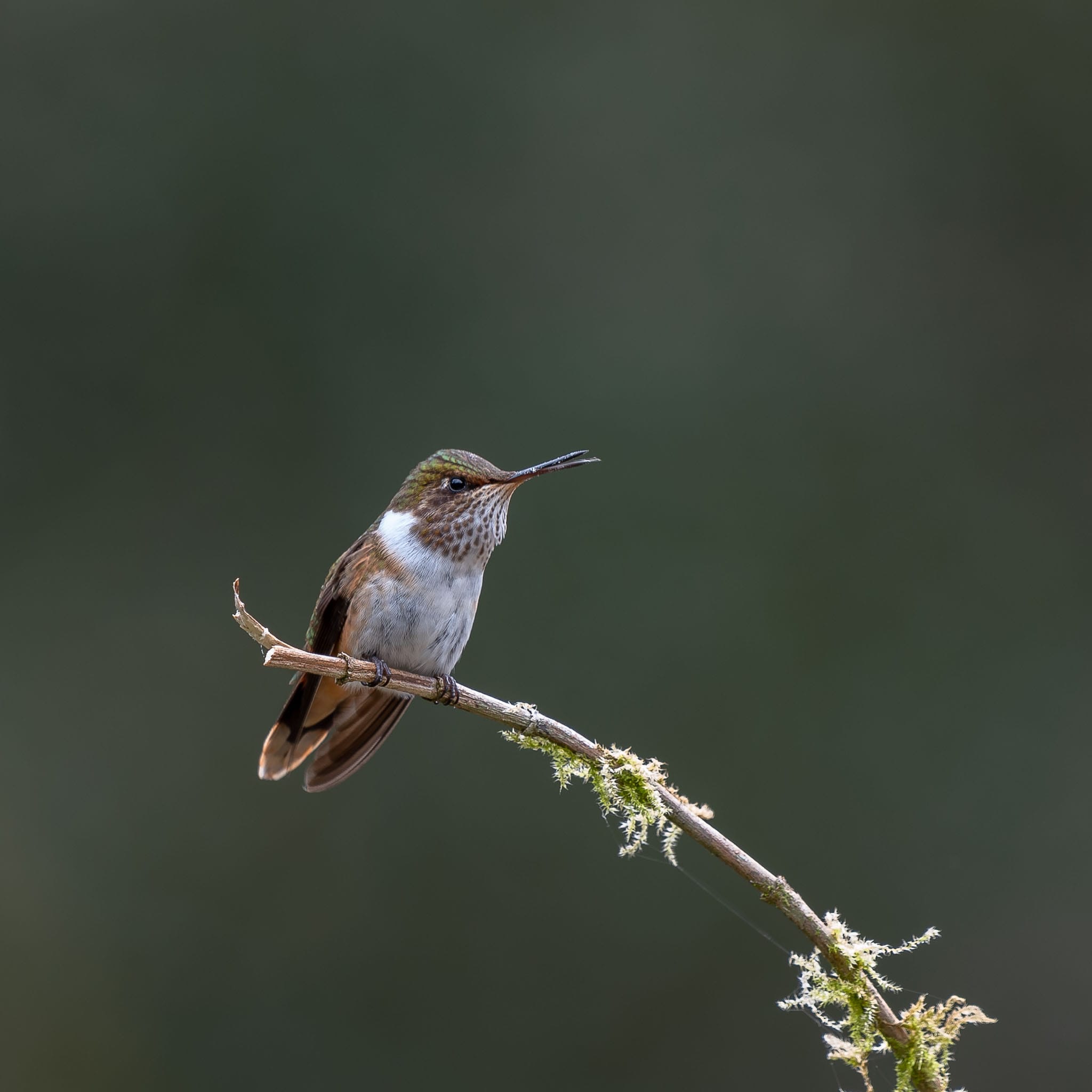 Hummingbird on a Perch Portrait The forests of Costa Rica are full of hummingbirds. These beautiful feathered creatures are somewhat treasured by the local population and often have sugar water feeders put out for them the way we put out seeds and nuts in Europe.