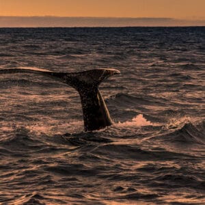 Whale watching in Iceland is wonderful in the early morning in the late autumn. The sun is so low in the sky that it feels like it is sunrise for hours on end.