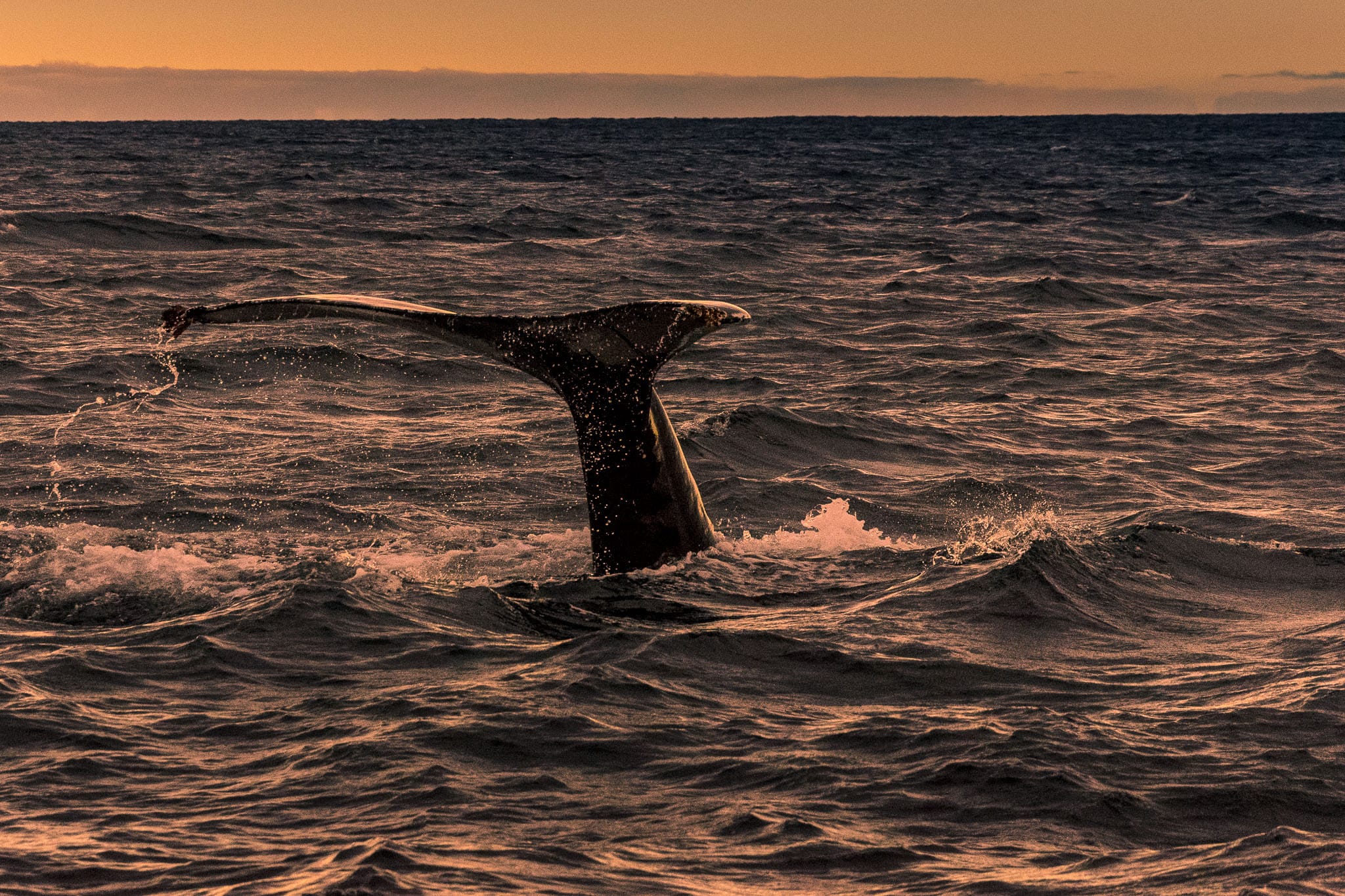 Humpback Tail Fin Whale watching in Iceland is wonderful in the early morning in the late autumn. The sun is so low in the sky that it feels like it is sunrise for hours on end.