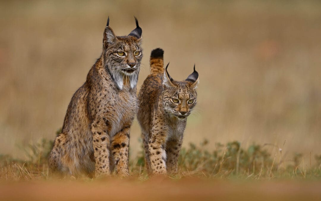 Iberian Lynx