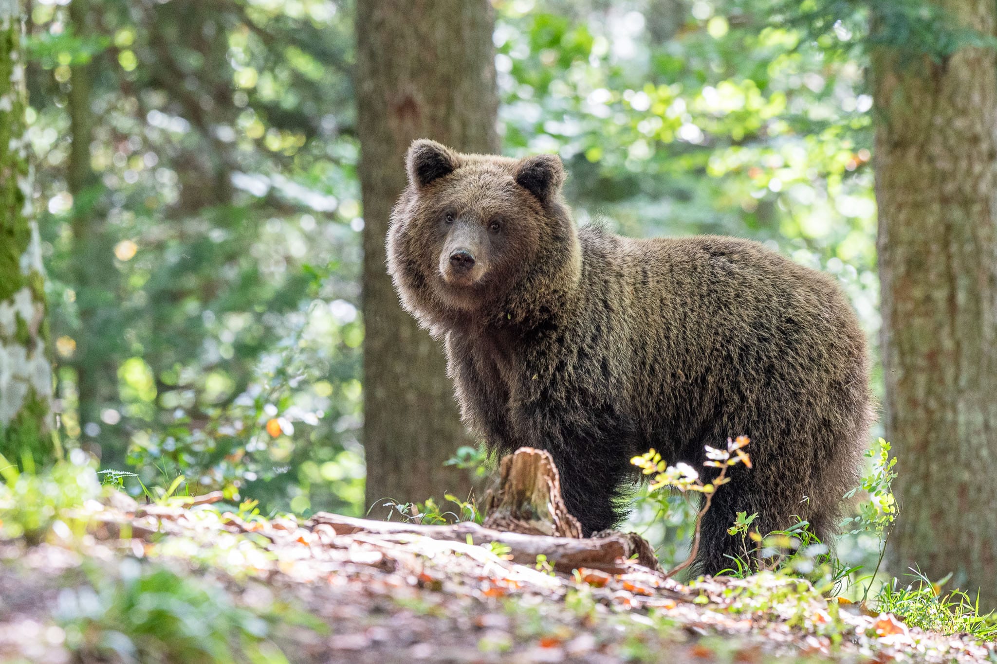 Immature Brown Bear I met my first bears in Canada by chance. However the thrill of seeing bears in Europe was so much more, knowing how much they are threatened by years of over population. This Slovenian bear was part of a family well known to the locals, who get fed grain regularly to prevent them wandering down into villages.