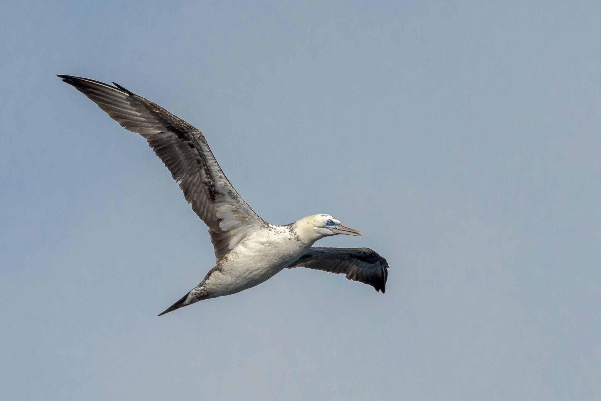 Immature Gannet in Flight The juvenile gannet isn't as beautiful as an adult but the face and eye is starting to get that distinctive look.