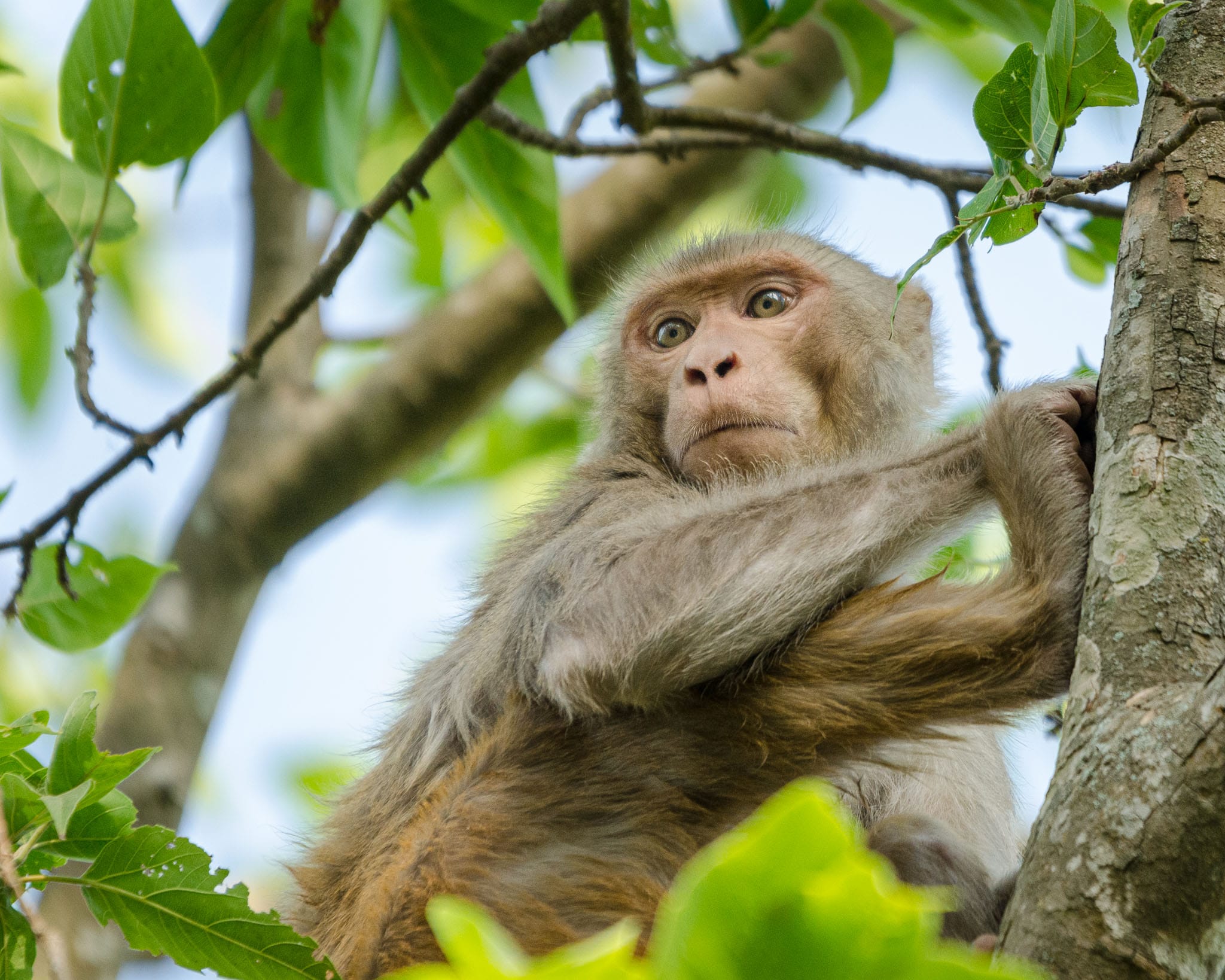 The macaques of the Indian Subcontinent are a curious bunch. Spend enough time around them and you can see multiple personalities. This guy was one moment curious and outgoing and the next shy and timid.