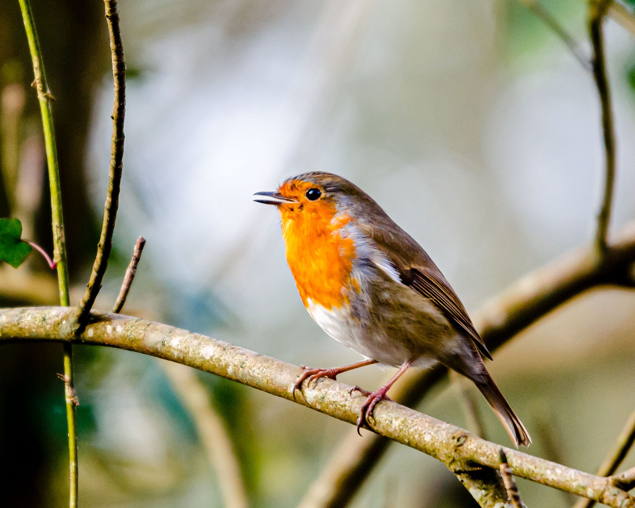 Irish Robin in the Woods If you go to popular walks early enough in the morning there is still wildlife there to be seen. Once the hoards of people and their dogs arrive the birds tend to hide. However being out early is always good for photography.