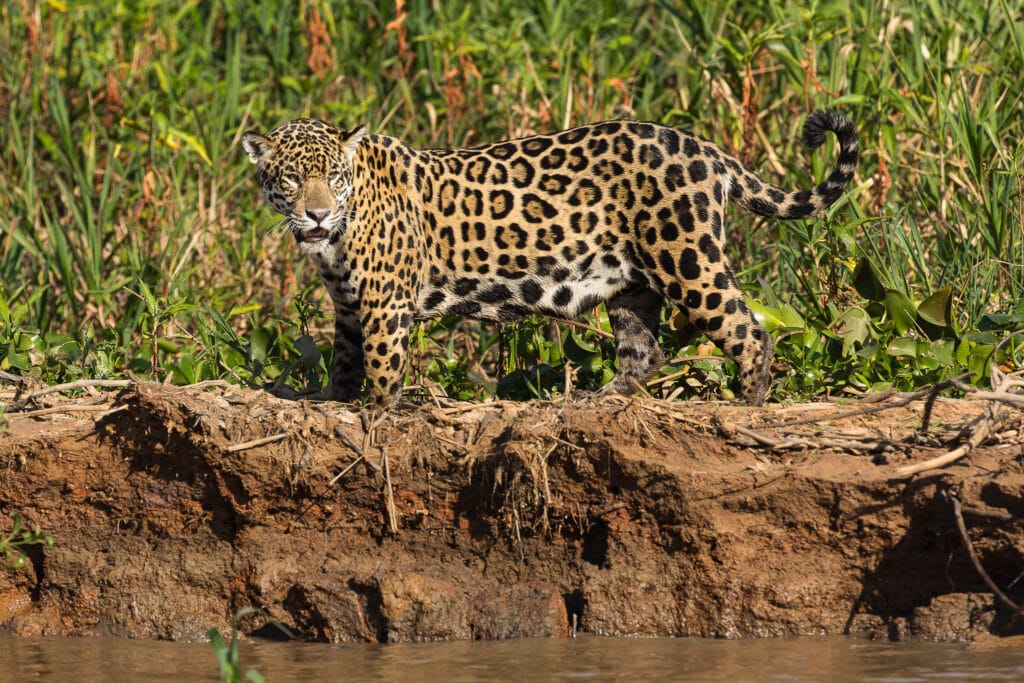 A majestic Jaguar (Panthera onca) poised on the bank of the Cuiaba River, Brazil.