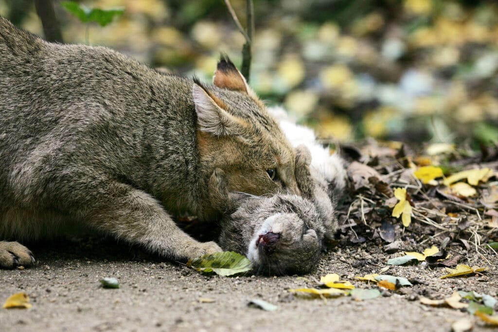 Jungle Cat (Felis chaus) with a fresh kill, a wild rabbit, showing the hunting prowess of this skilled predator in its natural habitat.