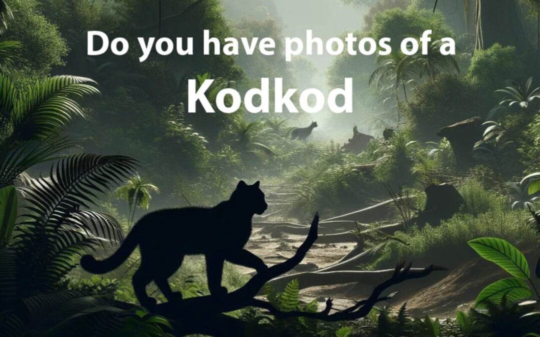 Kodkod