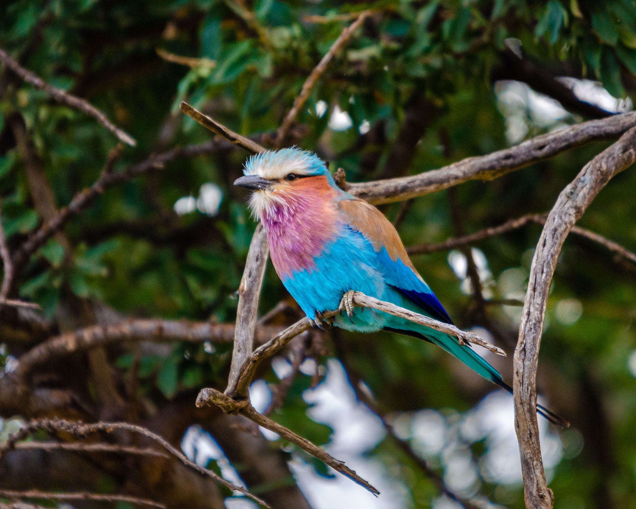 Lilac Breasted Roller The lilac-breasted roller is relatively common in East Africa but again the problem is getting these birds to sit still long enough to get a good image.