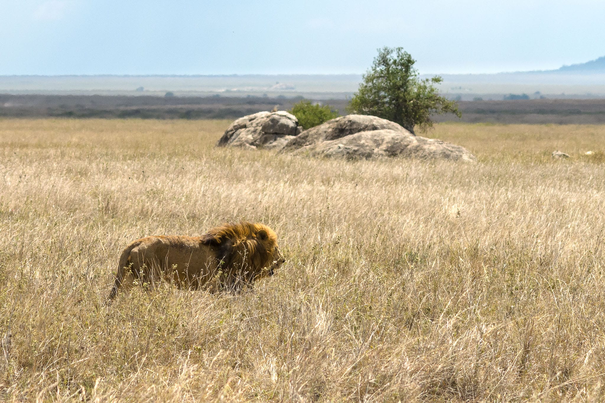 Lion Patrol Nothing compares to seeing the confidence of a male line strutting through the grasses of the savanna. If I was that big and strong I guess I would be equally confident that nothing could hurt me.