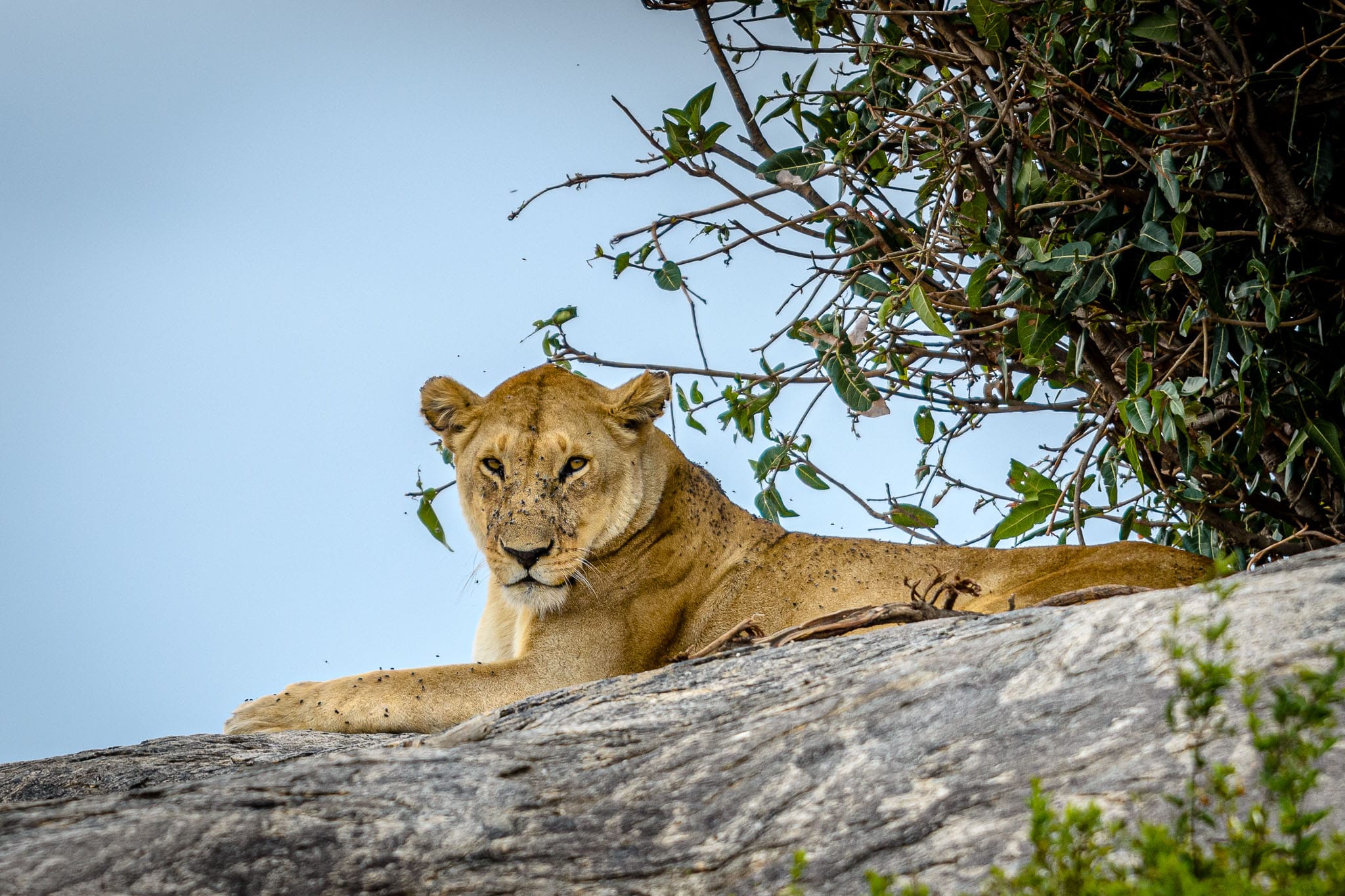 Everybody likes a good kopje for a lookout point. If we were allowed out of the vehicle in the national parks we would have climbed up too, to see what intersting prey we could find for our cameras.