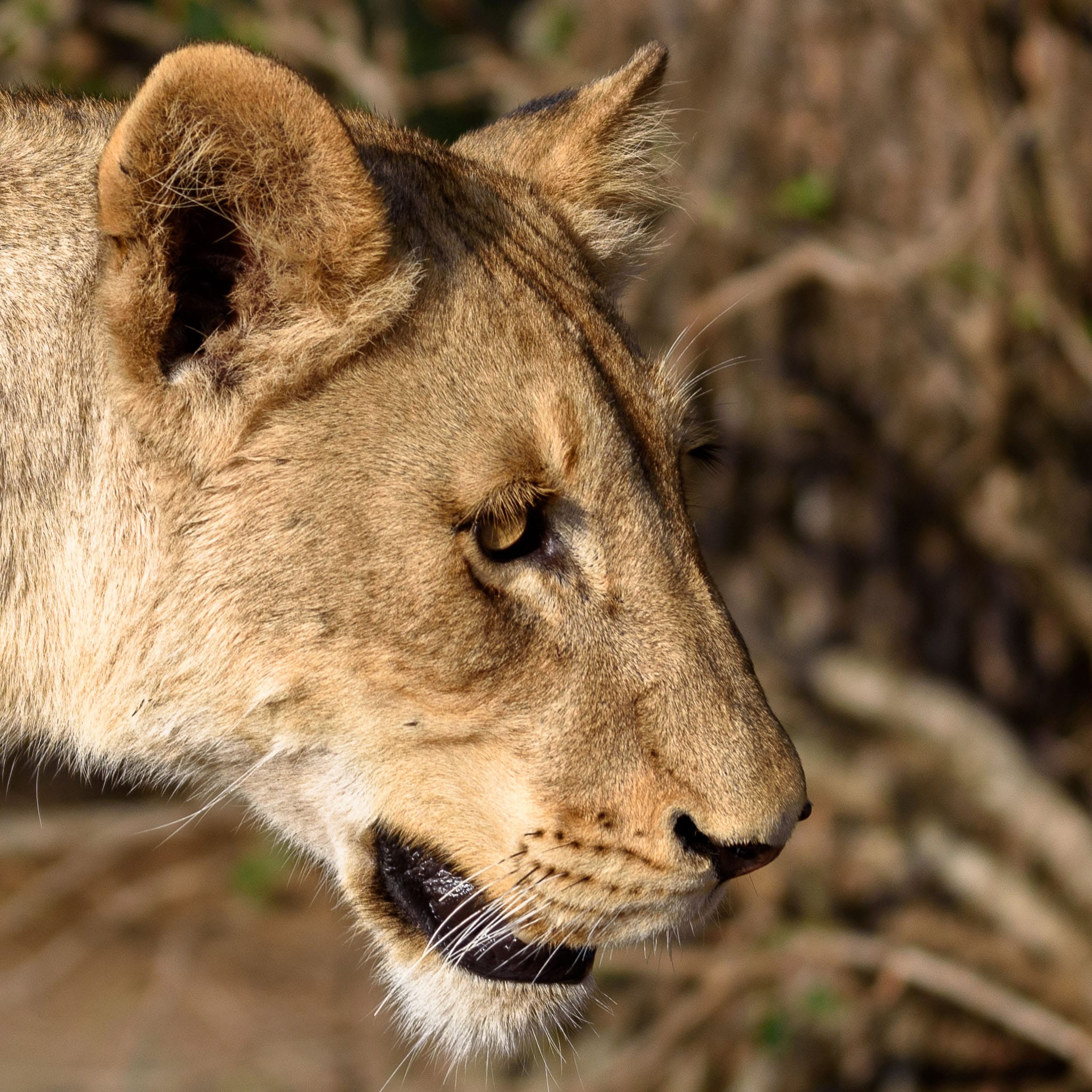Lioness Portrait 2 This lioness was encountered on the famous S100 road in Kruger National park. I hadn't seen very many predators in my week there but when I got to this area I had lions all morning long.