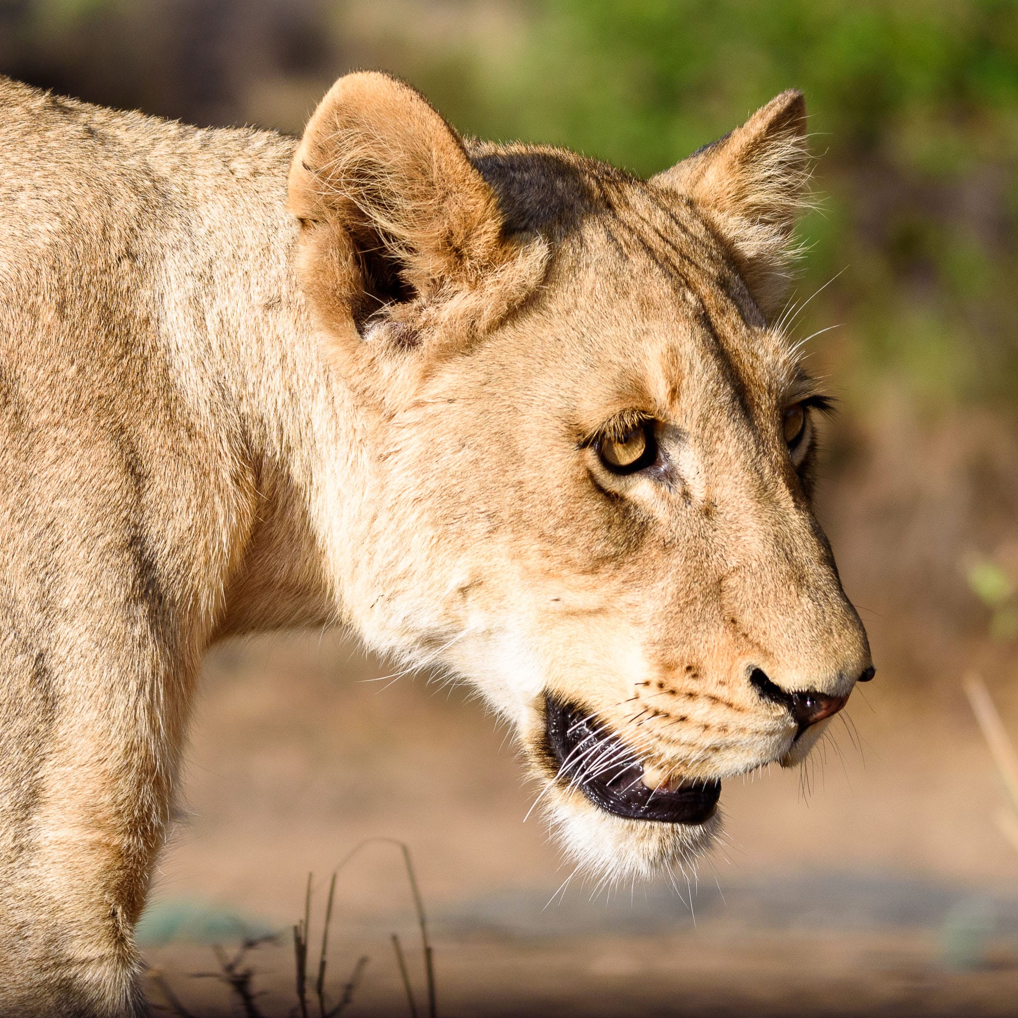 Lioness Portrait This lioness might not have eaten in a long time before I met her. Lions look powerful from a distance but up close you can really see when they are weak and hungry. However there is still a lot of reserve power in their hunting muscles.