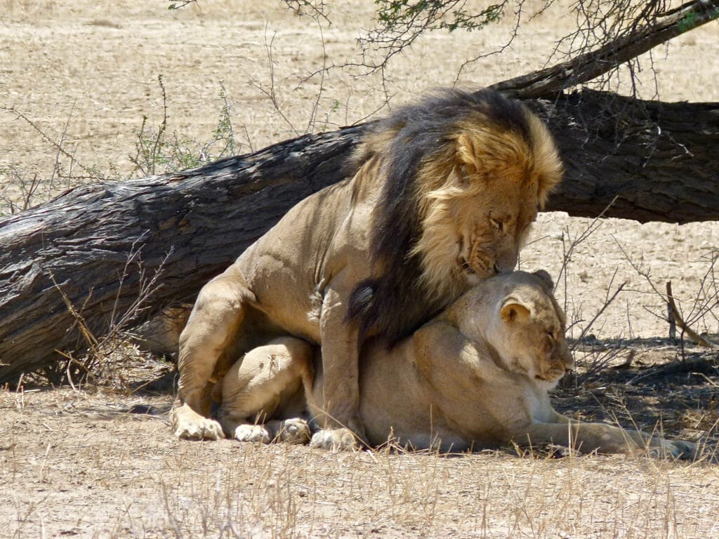 Seeing two lions (Panthera leo) mating isn't an uncommon sight. As the king of the savannah, they are not shy and mating occurs multiple times throughout the day.