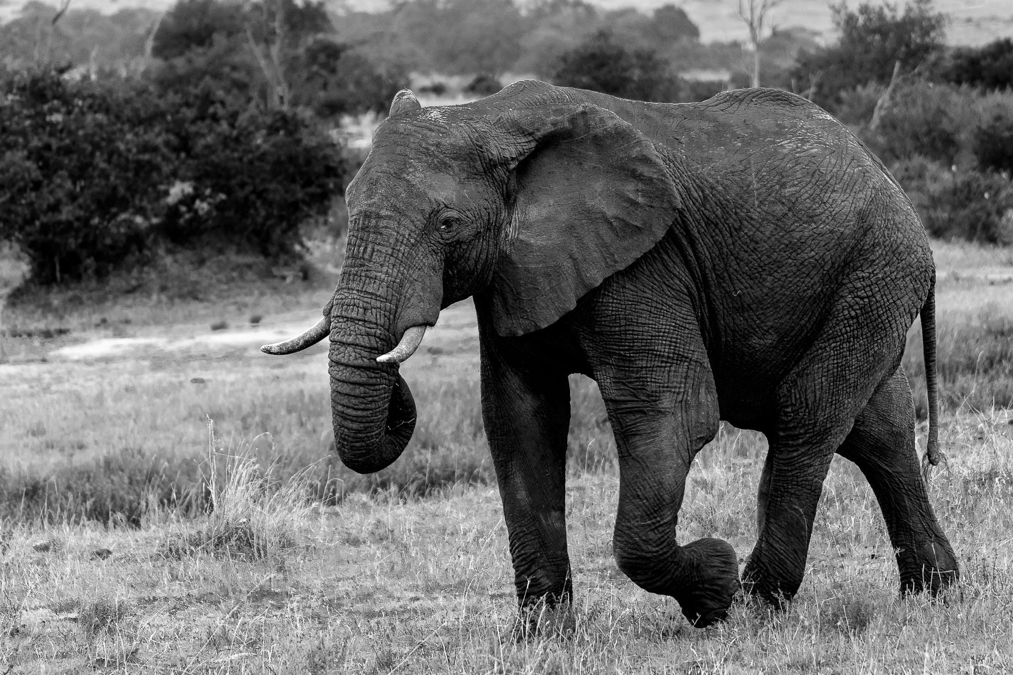 Lone Elephant BW Nothing compares to seeing the majesty and size of an elephant up close. Maybe that clouds my judgement when chosing images for my portfolio. It is always possible that the image means more to me than to those who buy it. However I still love the power and strength of this massive creature.