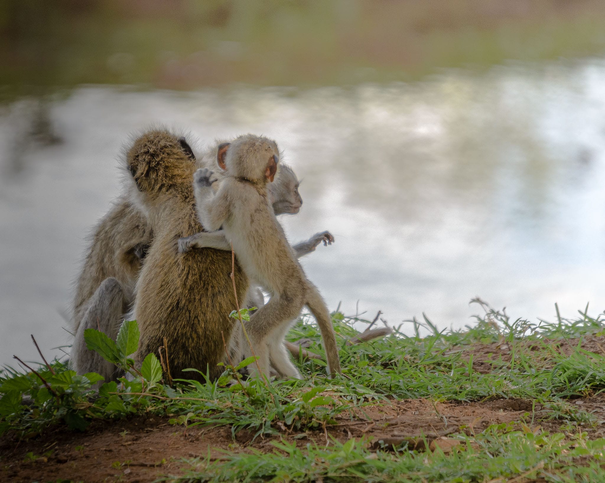 Monkey Family Like all primates the Vervet Monkey is a social creature and a bit of family playtime before bed is perfectly normal. in the soft golden afternoon light, this family came down from the trees to gather in the open and spend time together.