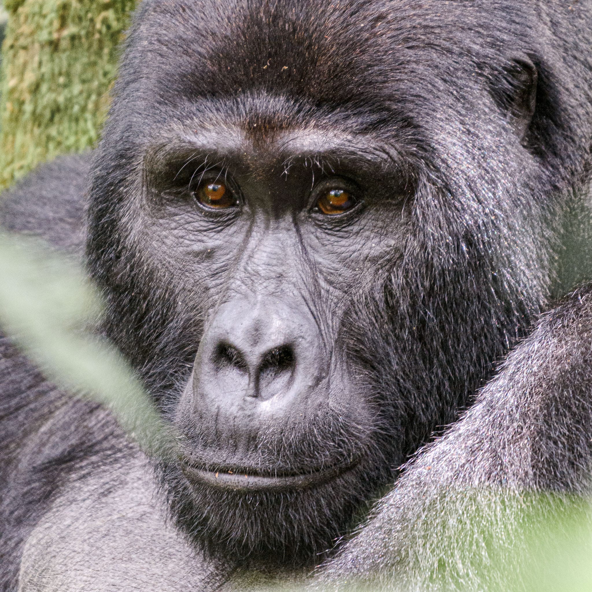 Mountain Gorilla Portrait The big silverback of the Nkoringo group of gorillas really is a relaxed type of guy. He showed mild interest when we turned up but then just enjoyed our company for the hour permitted to gorilla trackers in Uganda.