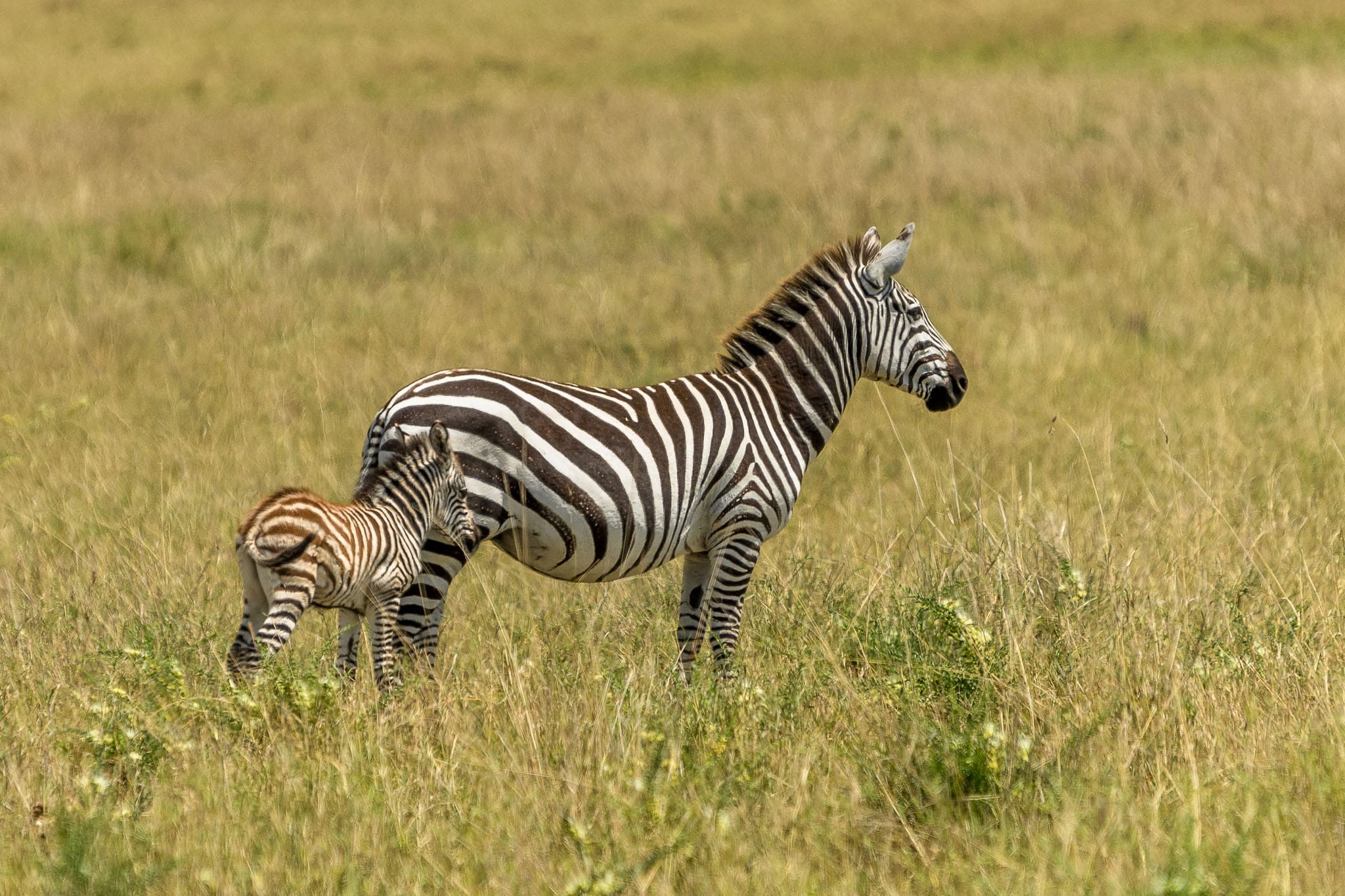 New Born Zebra and Mother The plains zebra is a bit like tourists in Europe. When you want to take a landscape shot of the typical savannah view, they just get in the way. At least in St Mark's Square getting up early gets you a nice clean view. The zebras are up and about straight after sunrise.