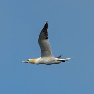 Gannets are the most beautiful birds on the planet. End of story. Some day I need to get to a breeding colony to see and photograph their 'dance'.
