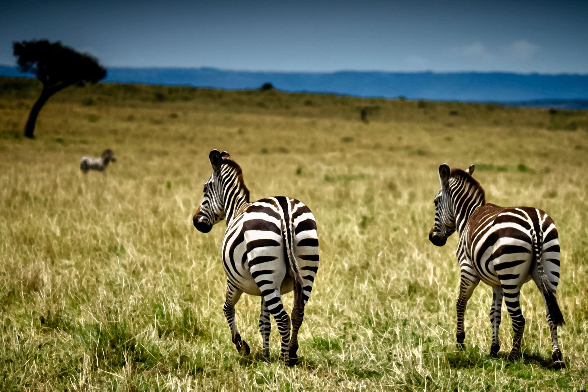 The plains zebra is a bit like tourists in Europe. When you want to take a landscape shot of the typical savannah view, they just get in the way. At least in St Mark's Square getting up early gets you a nice clean view. The zebras are up and about straight after sunrise. This is one of my first attempts to make art from my photos, using photoshop to add a more 'traditional' look.