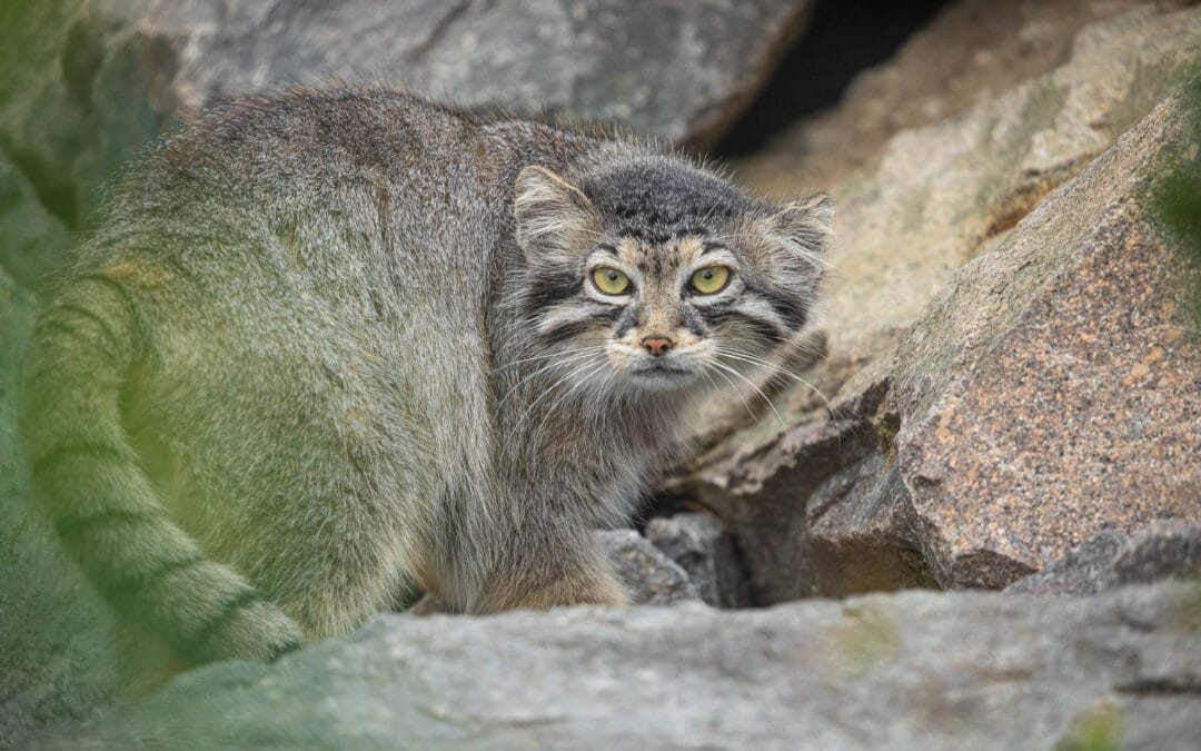 Pallas’ Cat
