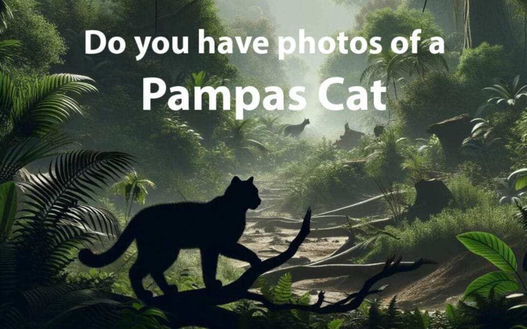 Pampas Cat