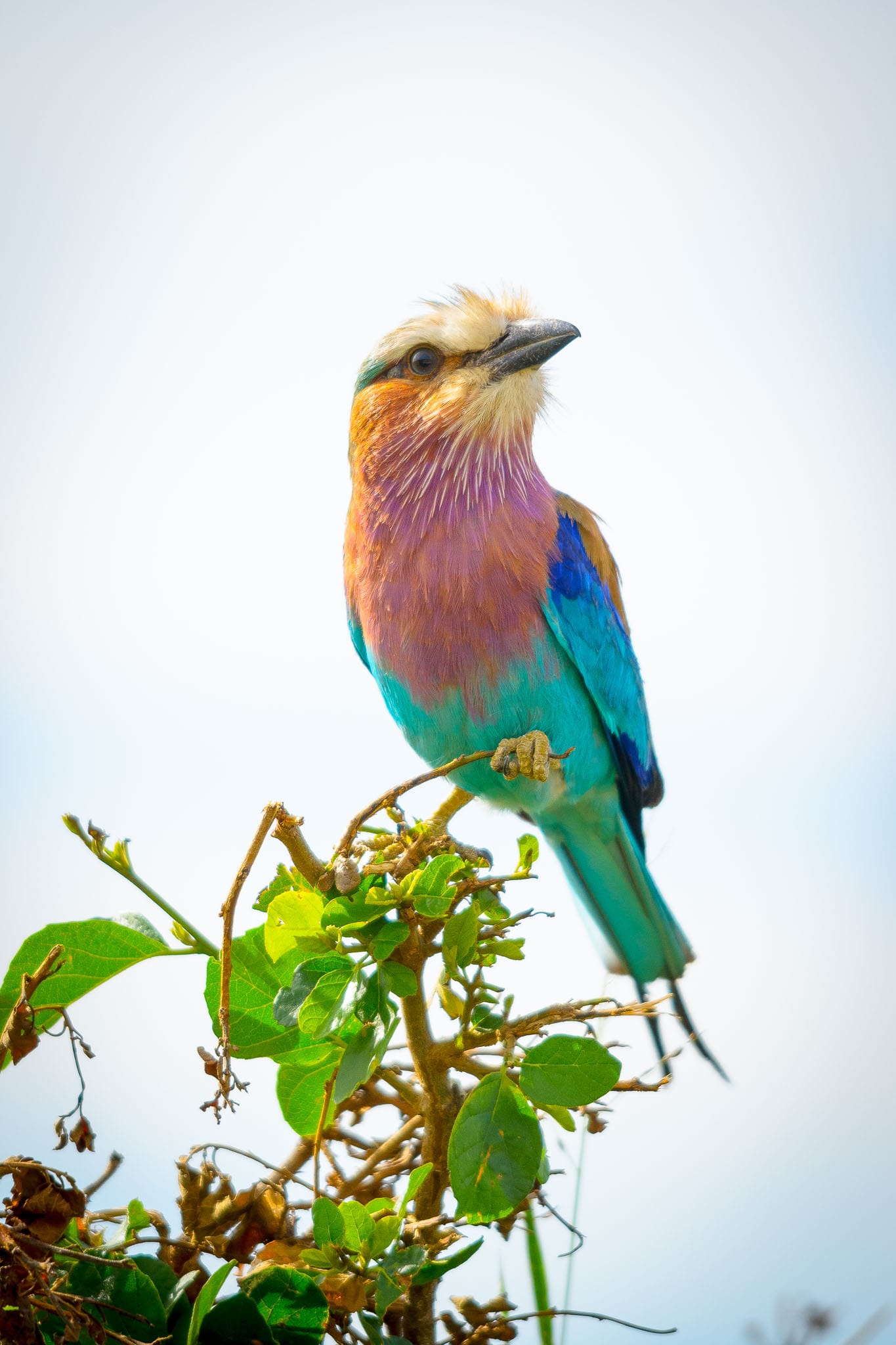 Perched Lilac-breasted Roller The lilac-breasted roller is one of Africa's iconic birds. It is visible all over when you are on safari. However being such quick fliers and graceful movers, getting a good image is rather difficult sometimes.