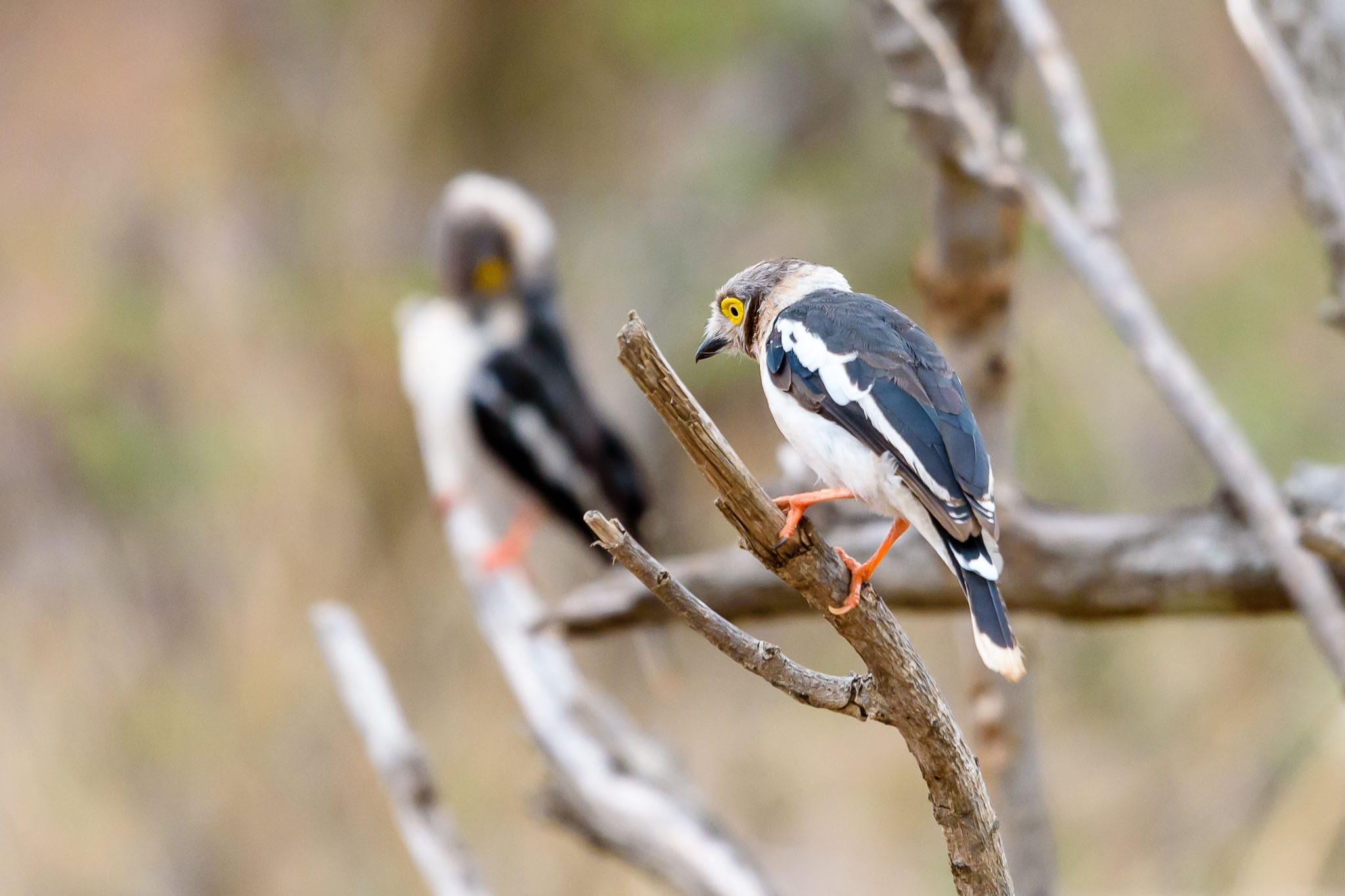 Perched White Crested Helmet Shrike While it is easy to photograph the larger animals in Kruger National Park, the smaller ones are rather difficult to get up close to given the lack of permission to leave vehicles in parks. However given the protection the park receives, there is abundance of all creatures and so just a bit of patience works wonders. Smaller creatures will come close to you eventually.