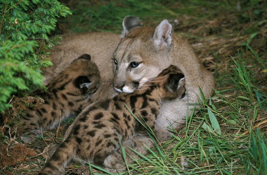 An attentive Cougar (Puma concolor) mother tenderly cares for her adorable cubs, one of which is seen suckling, illustrating the nurturing bond and maternal instincts.