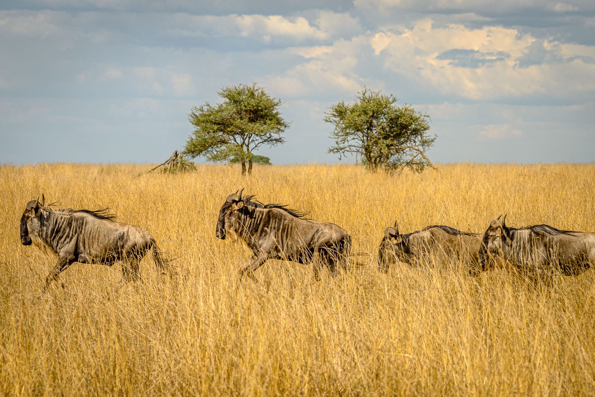 Quadruple Wildebeest Migration There are so many wildebeest that they are just visible in every direction during the great migration. One can't complain though , they do attract the 'movie star' predators.