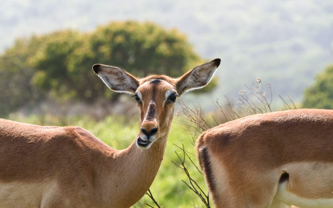 South Africa