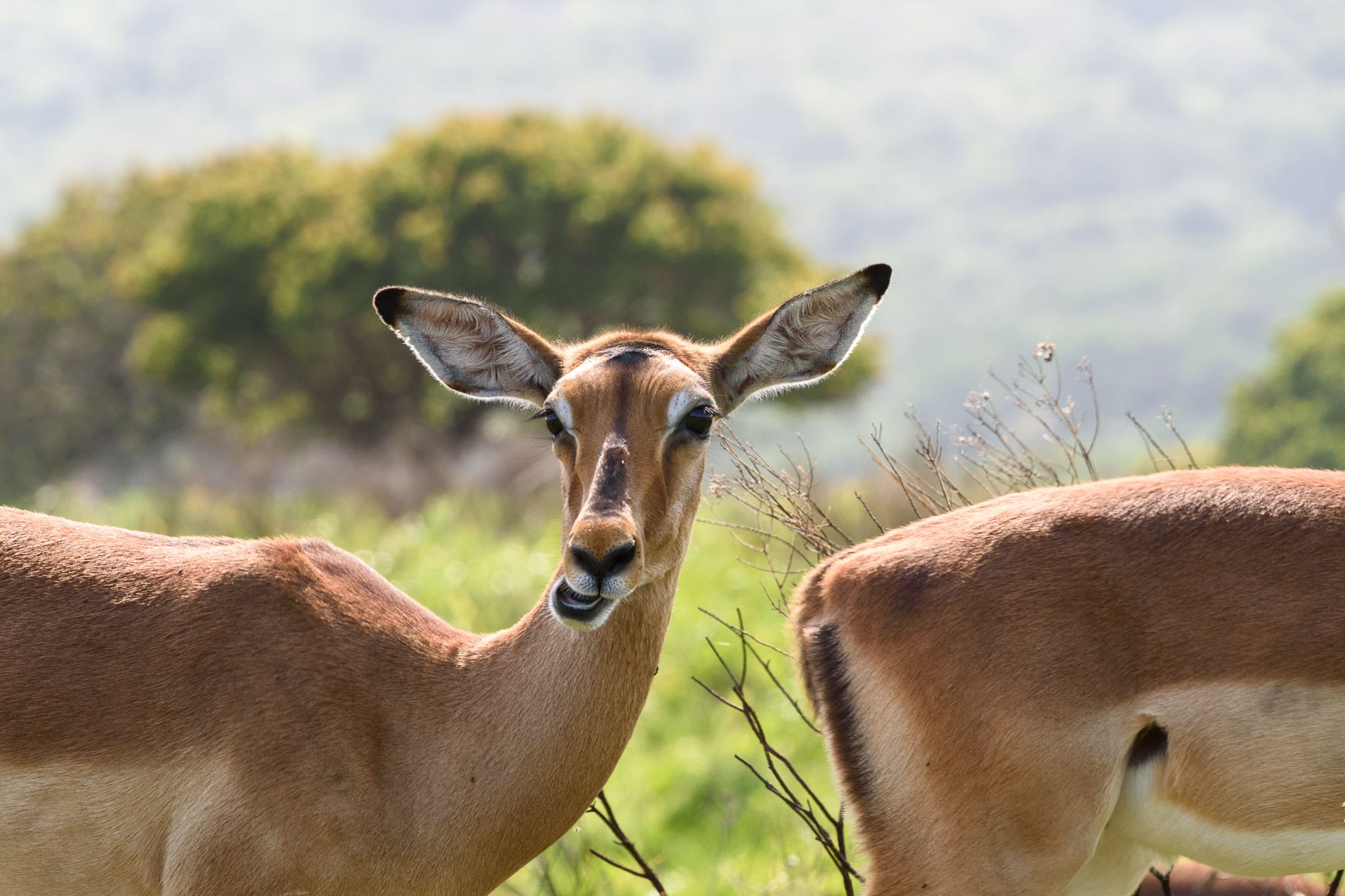 Queueing Impalas I am not sure whether this has huge artistic merit but it certainly does have comedic value. I just wonder what this impala is chewing on.