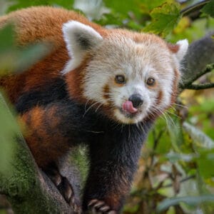 A lot of people ask me where my logo came from. Quite simply it is a tracing of this beautiful creature. This new mother is one of the breeding pandas at Fota Wildlife Park in Cork where I was practicing my focussing techniques on animals hiding in trees.