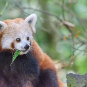 A lot of people ask me where my logo came from. Quite simply it is a tracing of this beautiful creature. This new mother is one of the breeding pandas at Fota Wildlife Park in Cork where I was practicing my focussing techniques on animals hiding in trees.
