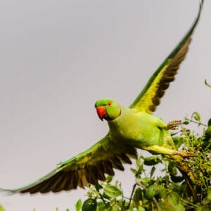 The rose ringed parakeet is famous for being wild in London. In India though it is relatively common. Getting a bird in flight is still difficult, despite the numbers.
