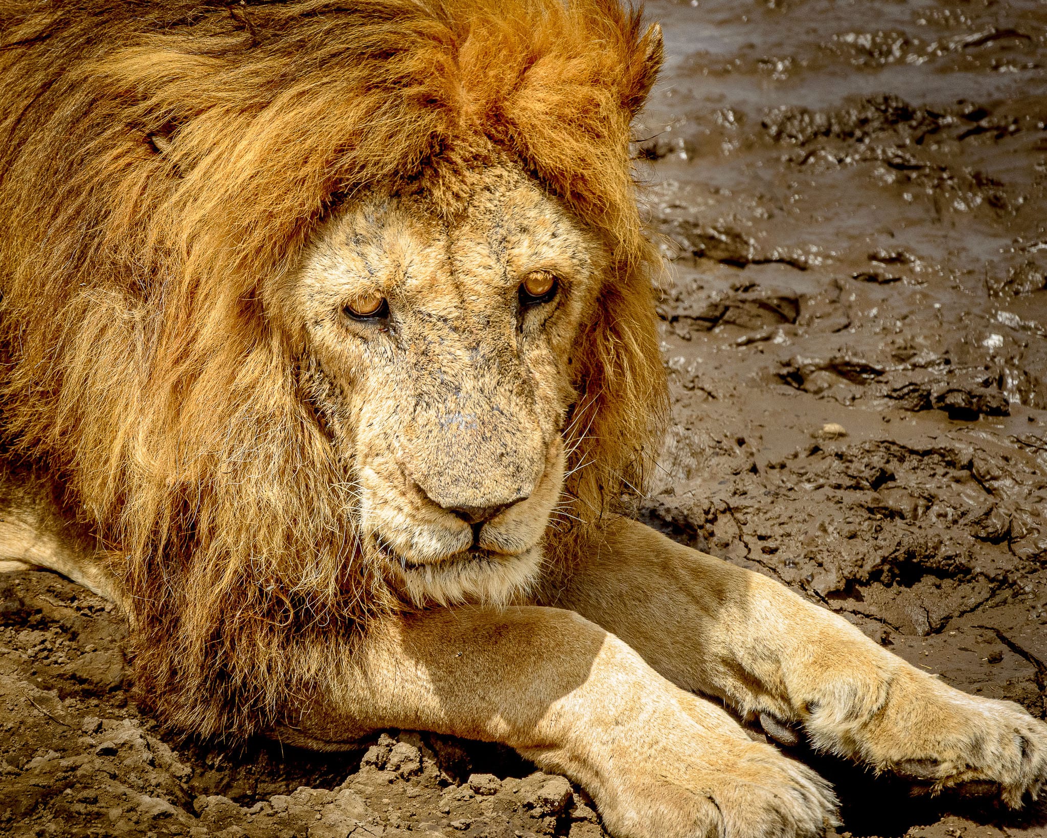 This lions was in fact known to our guide. Lions can live to 15 in the wild but our guide and his colleagues are pretty sure this guy was older. Even without a guide you would know this guy was the equivalent of a pensioner. His movements and behaviour was just slow and careful, just like any elderly human afraid of breaking a hip.