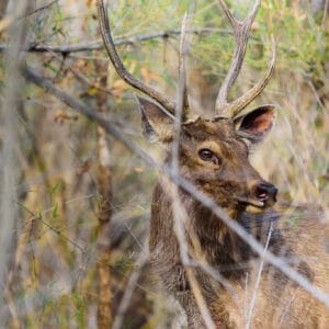 Sambar Deer are so much easier to find that the tigers that prey on them. While the goal of a tiger safari might be to see the big cat, there is a lot of excitement in finding one of its prey animals. It reminds you that there could be a tiger waiting in the undergrowth ready to pounce.