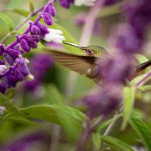 Getting hummingbirds feeding is relatively easy as they hover nicely. There speed is phenomenal as they intake a lot of sugar but while feeding they do slow down long enough to grab a shot, though not often in places it is easy to focus on them.
