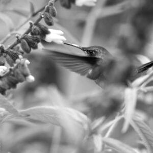 What better reason to go to a cloud forest than to try and get a photo of a hummingbird. This guy was more tricky than most as he didn't hover very long.