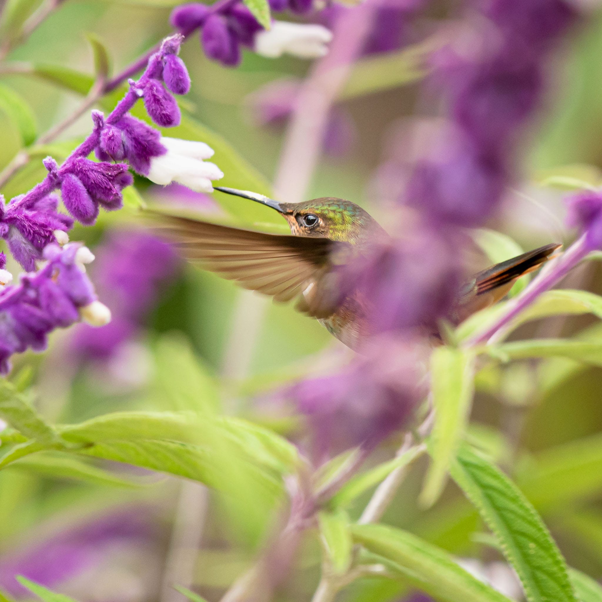 Scintillant Humming Bird Feeding Portrait (crop) What better reason to go to a cloud forest than to try and get a photo of a hummingbird. This guy was more tricky than most as he didn't hover very long.