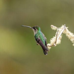 I was hoping for a photo or two of a hummingbird before going to Costa Rica. Just because the photos look effortlessly good. However I got so many that I now know they take no effort at all.