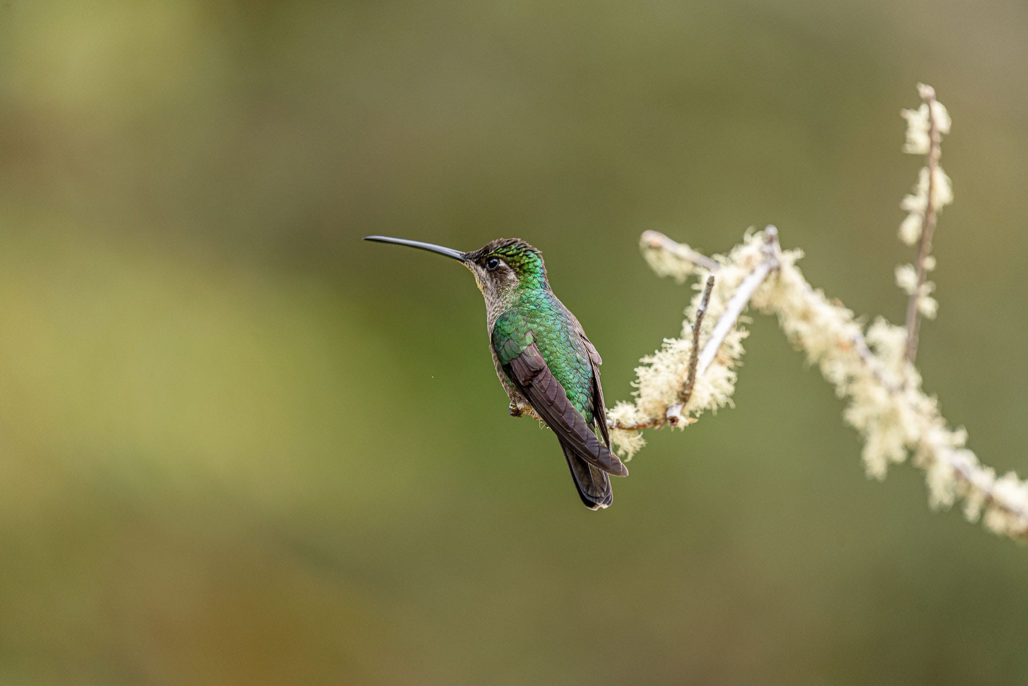 I was hoping for a photo or two of a hummingbird before going to Costa Rica. Just because the photos look effortlessly good. However I got so many that I now know they take no effort at all.