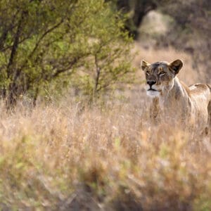 This lioness was a little bit isolated from her pride but they were not too far away. It was just the long grasses that hide them so well when they are hunting that prevented me from photographing the others.