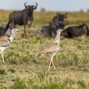 The Kori Bustard is the largest flying bird in Africa. However they do like to stroll as well and are often seen strutting around the savanna. I am not sure I managed to see one flying, never mind get a shot of them.