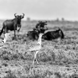 The Kori Bustard is the largest flying bird in Africa. However they do like to stroll as well and are often seen strutting around the savanna. I am not sure I managed to see one flying, never mind get a shot of them.