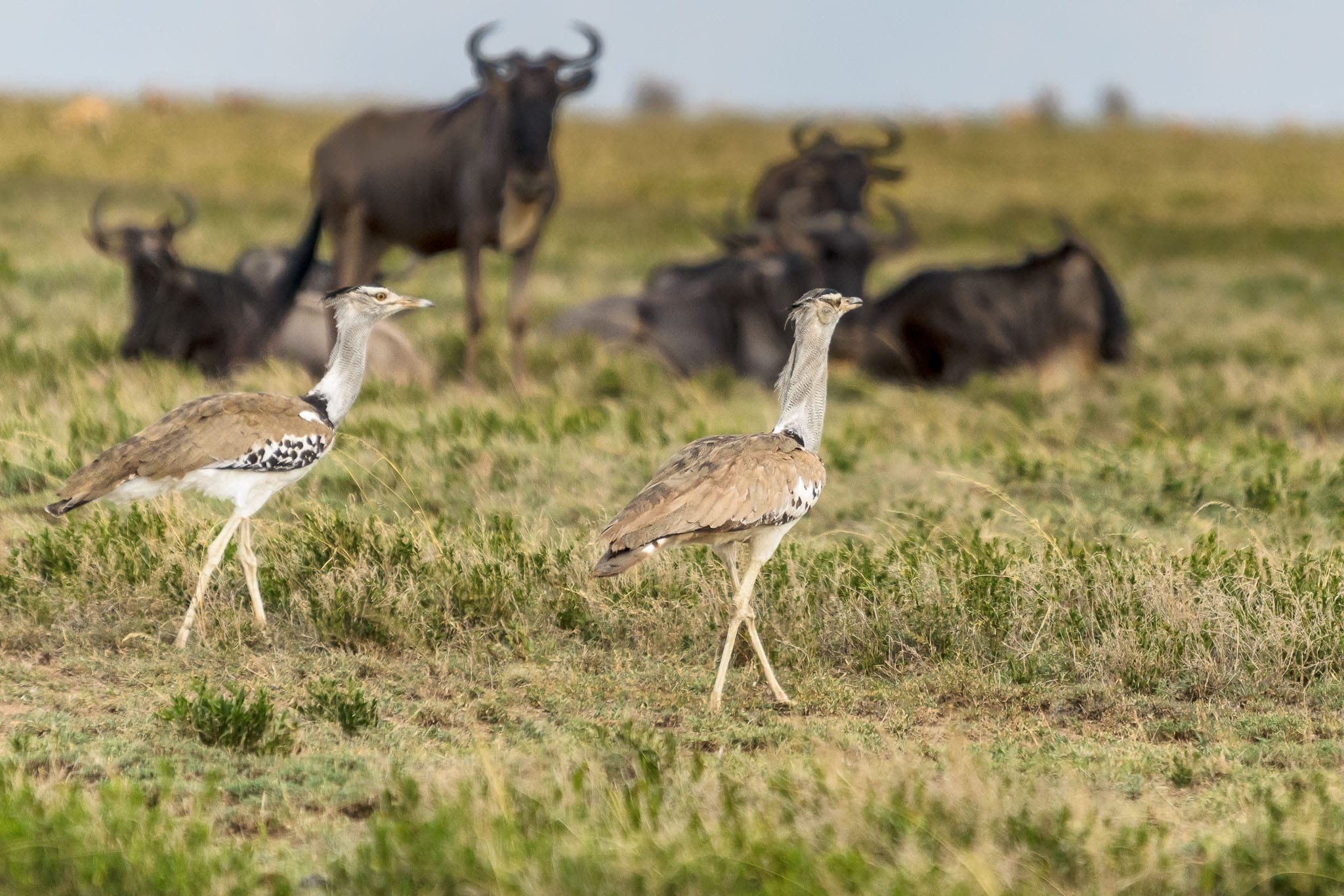 The Kori Bustard is the largest flying bird in Africa. However they do like to stroll as well and are often seen strutting around the savanna. I am not sure I managed to see one flying, never mind get a shot of them.
