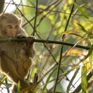 Younger monkeys aren't always sure about what is happening and just like humans look to their peers to find out what to do rather than looking straight at the strange person photographing them.