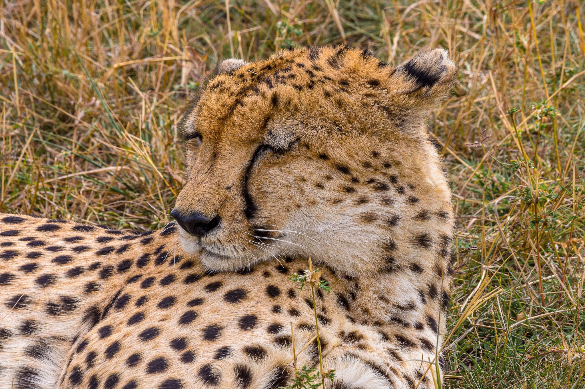 Sleepy Head Cheetah Waking up after a siesta is never easy.